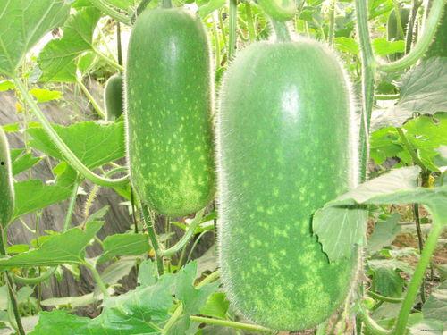 吃瓜资源整棵,带你领略娱乐圈幕后风云