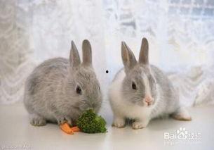 吃瓜小兔在线解答,揭秘娱乐圈那些事儿