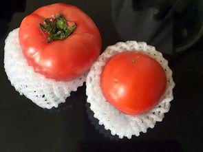 给小瓜吃番茄,共享美味时光