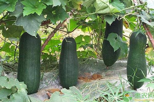 悉尼虫书吃瓜,一场关于虫子与瓜果的奇幻之旅