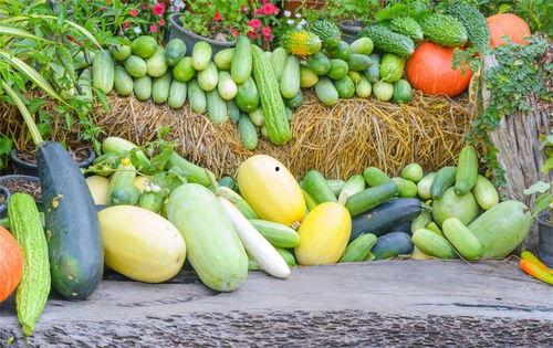 有钱人吃瓜没钱人吃瓜,有钱人吃瓜，没钱人吃瓜