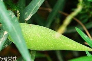 吃梢瓜的好处,吃梢瓜的五大益处揭秘”