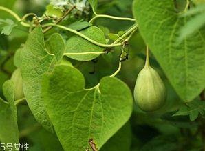 吃梢瓜的好处,吃梢瓜的五大益处揭秘”