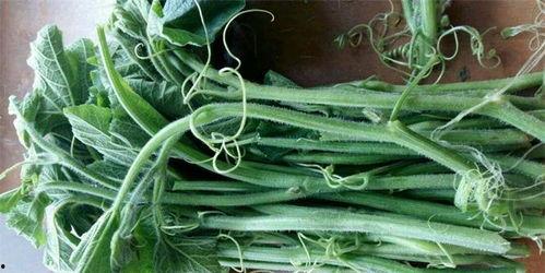 吃瓜尖好吗,网络热词背后的文化现象