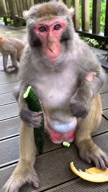 梦见猴子吃瓜
