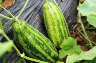 正有此意吃瓜,吃瓜群众如何洞察娱乐圈风云变幻