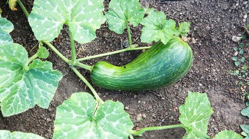 瓠瓜要怎么吃,解锁美味新境界