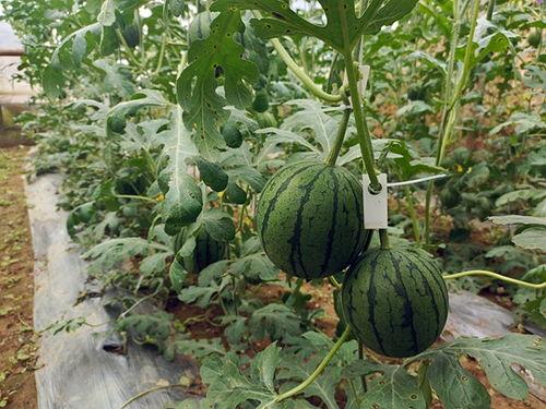 吃瓜小果,揭秘娱乐圈那些不为人知的幕后故事