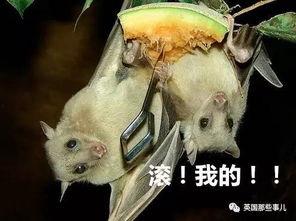 果蝠吃瓜