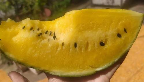 吃瓜吃瓤,揭秘吃瓜吃瓤的乐趣与技巧