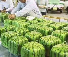 宁夏最新吃瓜事件,揭秘神秘幕后真相