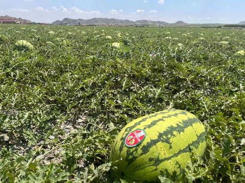 宁夏最新吃瓜事件,揭秘神秘幕后真相