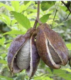 八月瓜种子可以吃么视频,可食用之谜