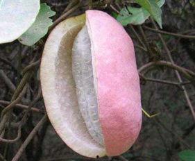 八月瓜种子可以吃么视频,可食用之谜