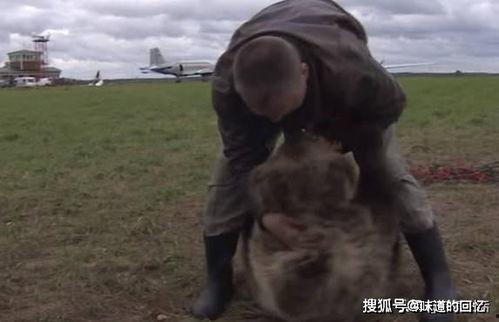 棕熊吃瓜视频全集,全集视频中的趣味瞬间