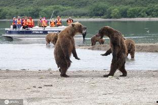 棕熊吃瓜视频全集,全集视频中的趣味瞬间