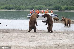 棕熊吃瓜视频全集,全集视频中的趣味瞬间