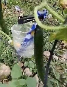 金湖公园吃瓜事件始末视频,一场引发热议的公共冲突始末