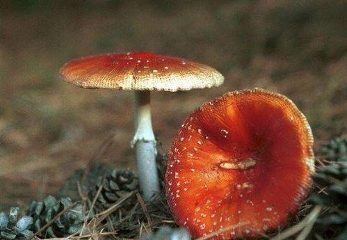 大瓜头吃毒蘑菇视频大全,惊险刺激的生存挑战视频大盘点