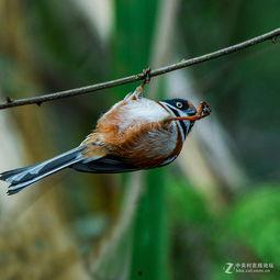 看小鸟吃瓜视频网站,跟随小鸟一起探索大自然的美食盛宴