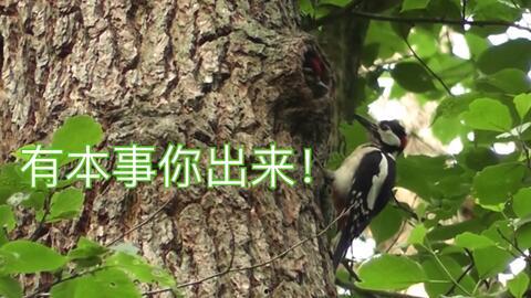 看小鸟吃瓜视频网站,跟随小鸟一起探索大自然的美食盛宴