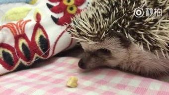 吃瓜狗真实视频,萌态百出，笑料连连