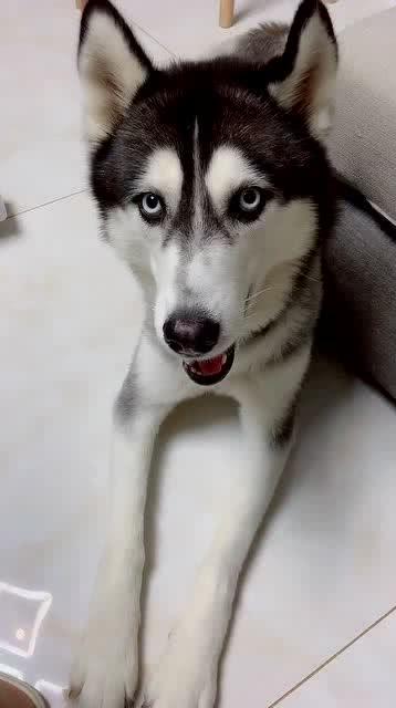 吃瓜狗真实视频,萌态百出，笑料连连